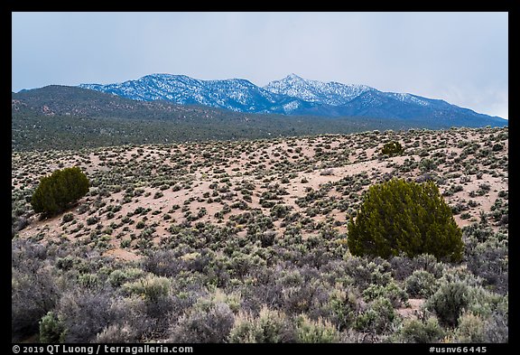 Trees, sagebrush, and snowy mountains. Basin And Range National Monument, Nevada, USA