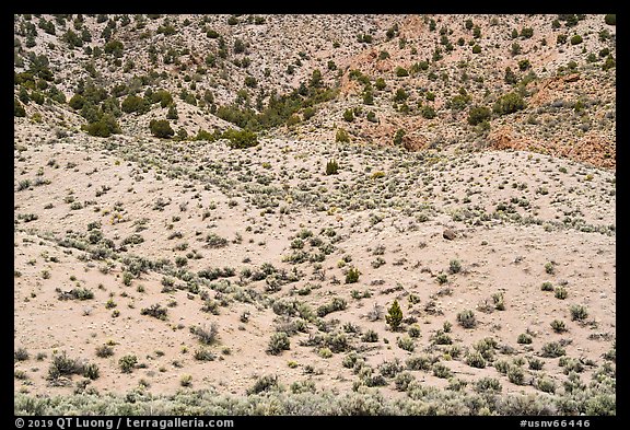 Slope with shurbs and trees. Basin And Range National Monument, Nevada, USA (color)