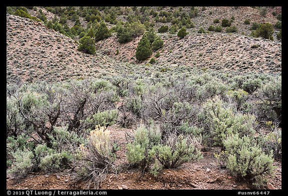 Sagebrush and trees on mountain slope. Basin And Range National Monument, Nevada, USA (color)