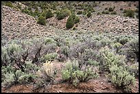 Sagebrush and trees on mountain slope. Basin And Range National Monument, Nevada, USA ( color)