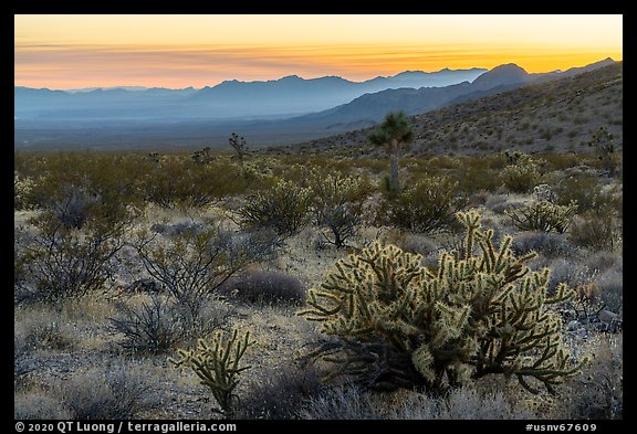 Desert sunset with cholla cactus. Gold Butte National Monument, Nevada, USA (color)