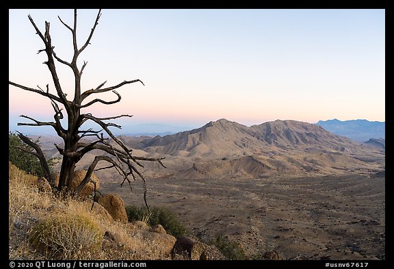 Tree skeleton and Tramp Ridge at dawn. Gold Butte National Monument, Nevada, USA