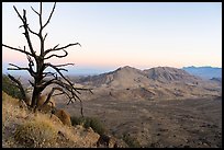 Tree skeleton and Tramp Ridge at dawn. Gold Butte National Monument, Nevada, USA ( color)