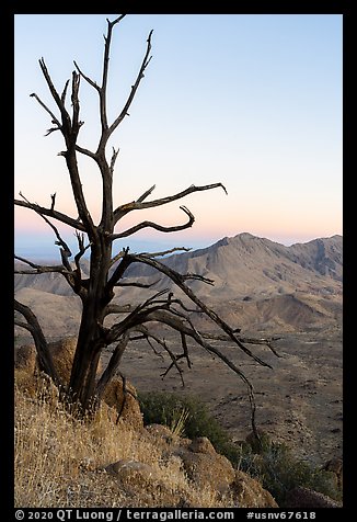 Tree skeleto on Gold Butte Peak at dawn. Gold Butte National Monument, Nevada, USA (color)