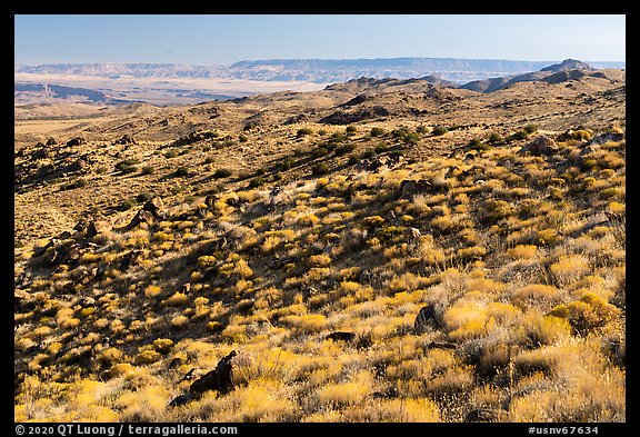 Golden shrubs on slope. Gold Butte National Monument, Nevada, USA (color)
