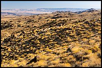 Golden shrubs on slope. Gold Butte National Monument, Nevada, USA ( color)