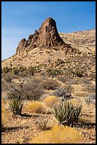 Desert vegetation and rock pinnacle. Gold Butte National Monument, Nevada, USA ( color)