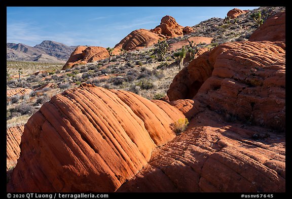 Red sandstone rocks, Whitney Pocket. Gold Butte National Monument, Nevada, USA (color)