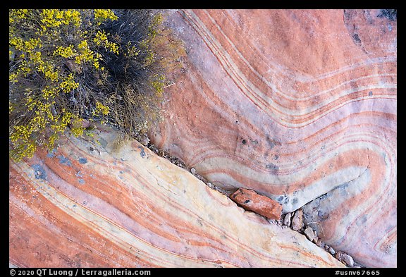 Detail of sandstone swirl. Gold Butte National Monument, Nevada, USA (color)