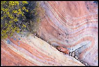Detail of sandstone swirl. Gold Butte National Monument, Nevada, USA ( color)