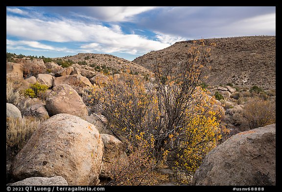 Boulder-covered slopes and shrubs in autumn foliage, Shooting Gallery. Basin And Range National Monument, Nevada, USA