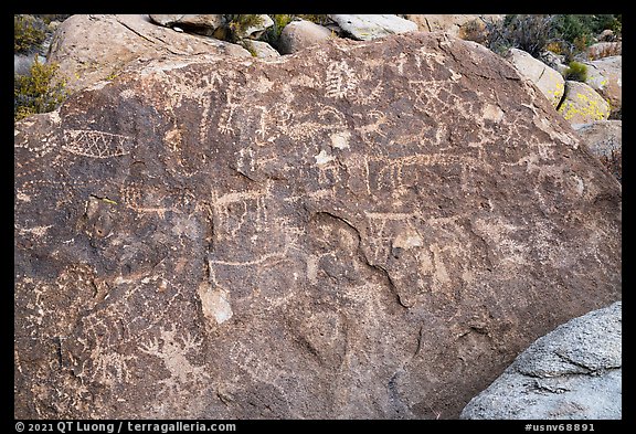 Densely packed petroglyph panel, Shooting Gallery. Basin And Range National Monument, Nevada, USA