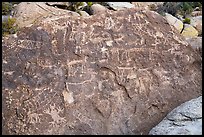 Densely packed petroglyph panel, Shooting Gallery. Basin And Range National Monument, Nevada, USA ( color)