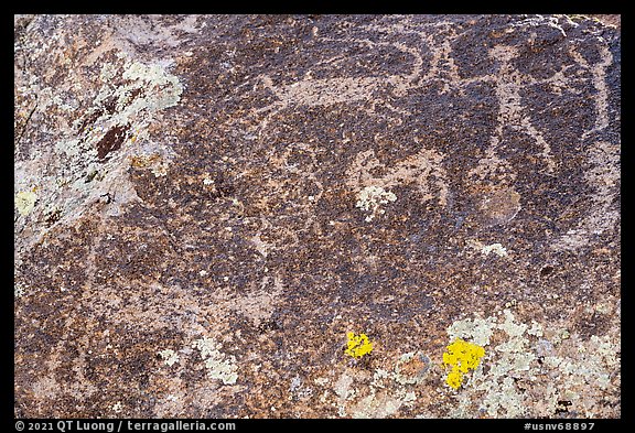Close up of petroglyphs including mountain lion, Shooting Gallery. Basin And Range National Monument, Nevada, USA (color)