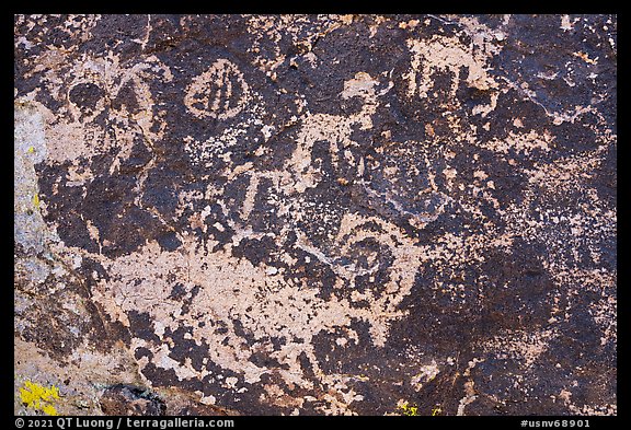 Close up of bighorn sheep petroglyphs, Shooting Gallery. Basin And Range National Monument, Nevada, USA (color)