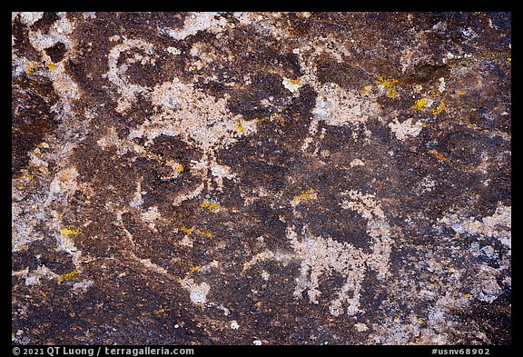 Sheep petroglyphs from seven sheep panel, Shooting Gallery. Basin And Range National Monument, Nevada, USA (color)