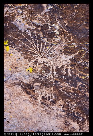 Close up of Starburst deer petroglyph. Basin And Range National Monument, Nevada, USA