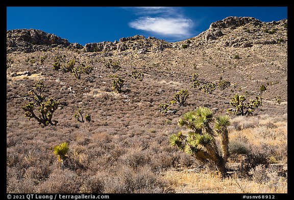 Yuccas near Badger Mountain. Basin And Range National Monument, Nevada, USA