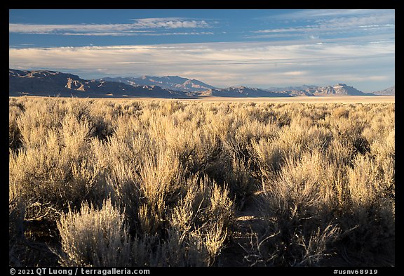 Sagebrush in Coal Valley. Basin And Range National Monument, Nevada, USA (color)