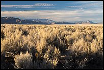 Sagebrush in Coal Valley. Basin And Range National Monument, Nevada, USA ( color)