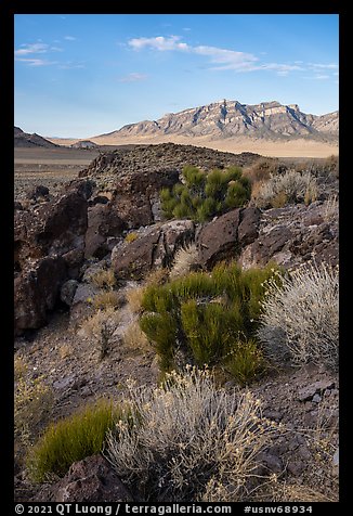 Blooms, Garden Valley and Worthington Mountains. Basin And Range National Monument, Nevada, USA (color)