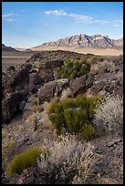Blooms, Garden Valley and Worthington Mountains. Basin And Range National Monument, Nevada, USA ( color)