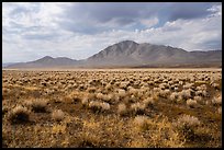 Sagebrush and Seaman Range mountains. Basin And Range National Monument, Nevada, USA ( color)