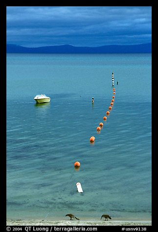 Two birds, buoy line and boat, South Lake Tahoe, California. USA (color)
