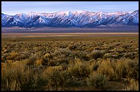 Sagebrush and mountain range. Nevada, USA
