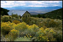 Sage in bloom and cabin, Snake Range. Nevada, USA