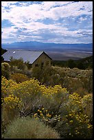 Sage in bloom and cabin, Snake Range. Nevada, USA