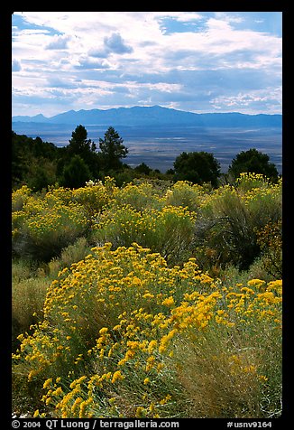 Sage in bloom, Snake Range. Nevada, USA