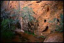 Hidden spring. Red Rock Canyon, Nevada, USA (color)