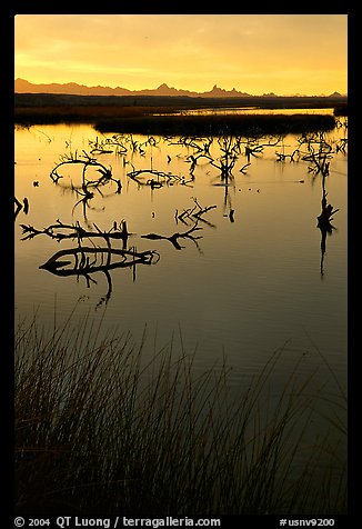 Marsh at sunrise, Havasu National Wildlife Refuge. Nevada, USA