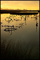 Marsh at sunrise, Havasu National Wildlife Refuge. Nevada, USA ( color)