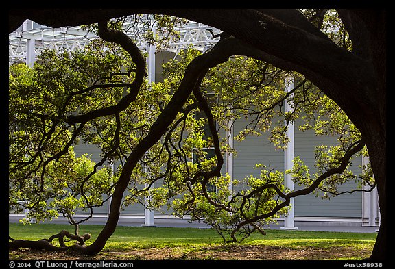 Live oak in front of Menil Collection. Houston, Texas, USA (color)