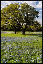 Bluebonnets and trees. Texas, USA ( color)