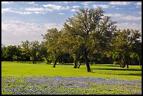 Grass, bluebonnets and trees. Texas, USA ( color)