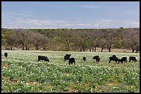 Cows in flower-filled meadow. Texas, USA ( color)