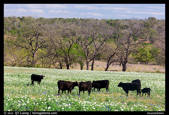 Cattle in meadow with flowers. Texas, USA (color)
