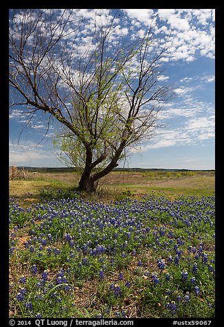 Bluebonnets and lone tree, Tow. Texas, USA (color)