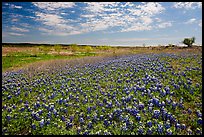 Carpets of Bluebonnets. Texas, USA ( color)