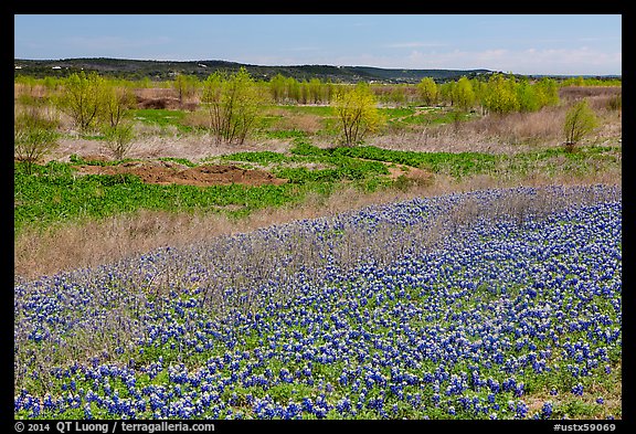 Bluebonnets and newly leafed trees. Texas, USA (color)