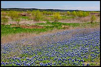 Bluebonnets and newly leafed trees. Texas, USA ( color)