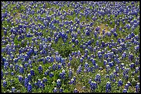 Patch of Bluebonnet flowers. Texas, USA ( color)