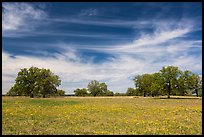 Meadow with wildflower and oak trees. Texas, USA ( color)