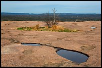 Potholes and trees on top of Enchanted Rock. Texas, USA ( color)