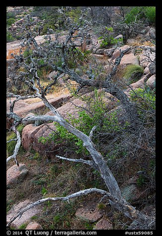 Branches and rocks, Enchanted Rock state park. Texas, USA (color)