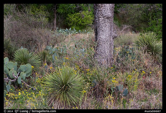 Flowers and cactus, Enchanted Rock state park. Texas, USA (color)