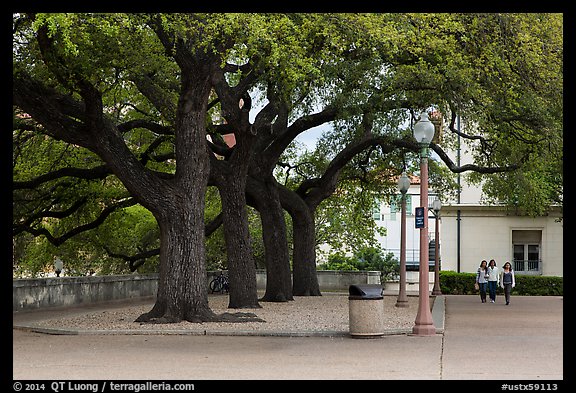 Oak trees on campus, University of Texas. Austin, Texas, USA (color)